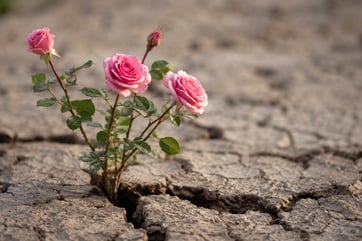ROSE IN TERRENO ARIDO
