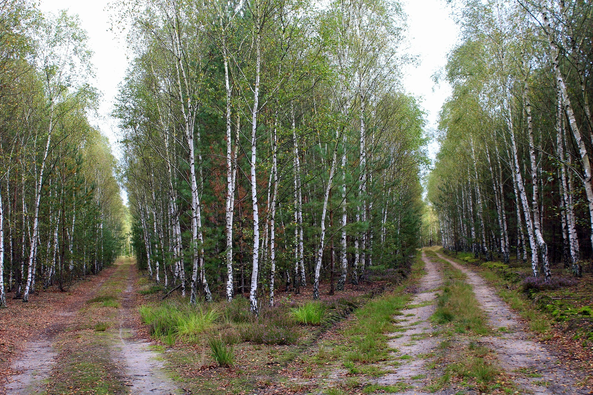 fermarsi per scegliere